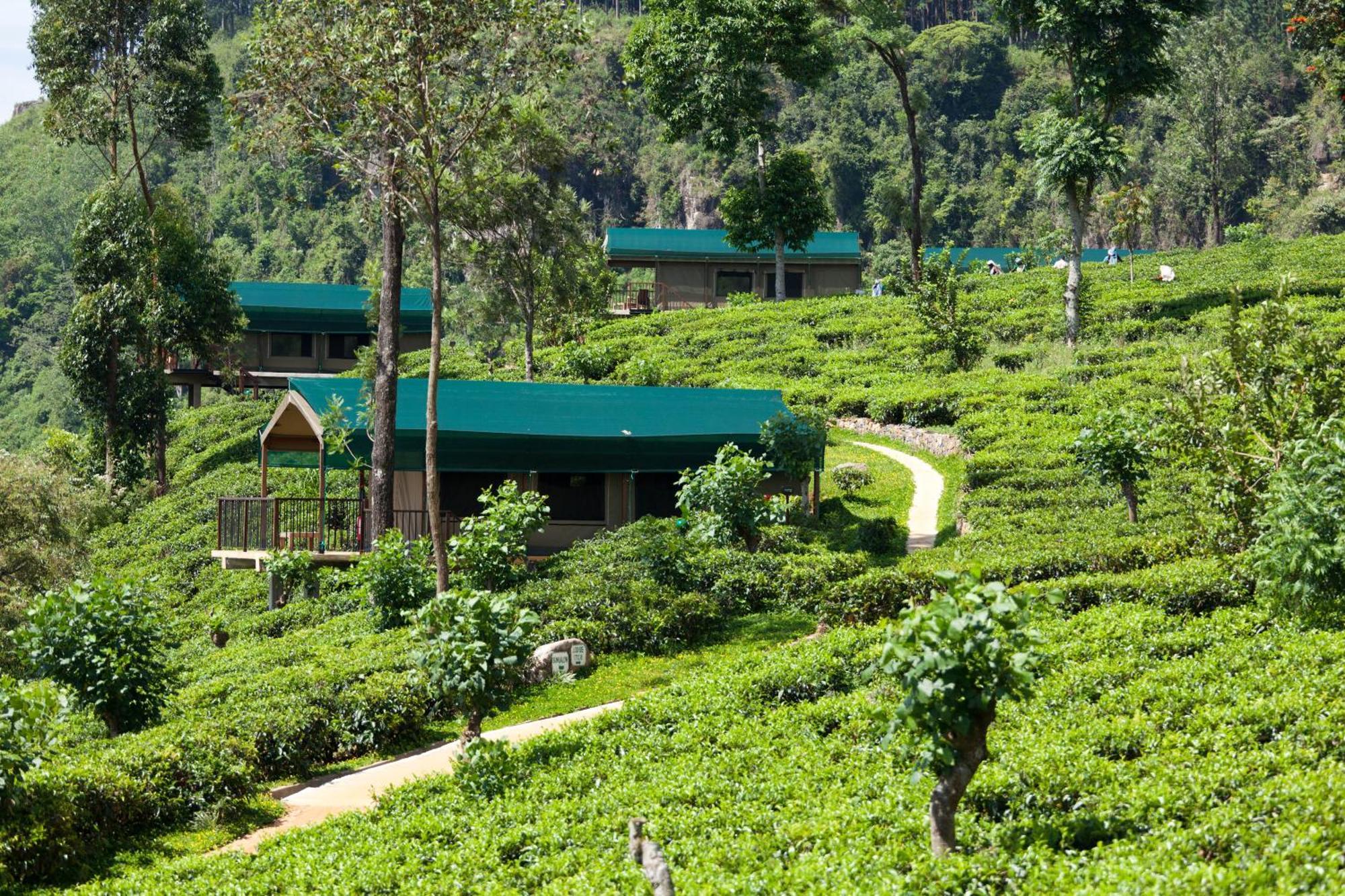 Madulkelle Tea&Eco Lodge Kandy Exterior foto